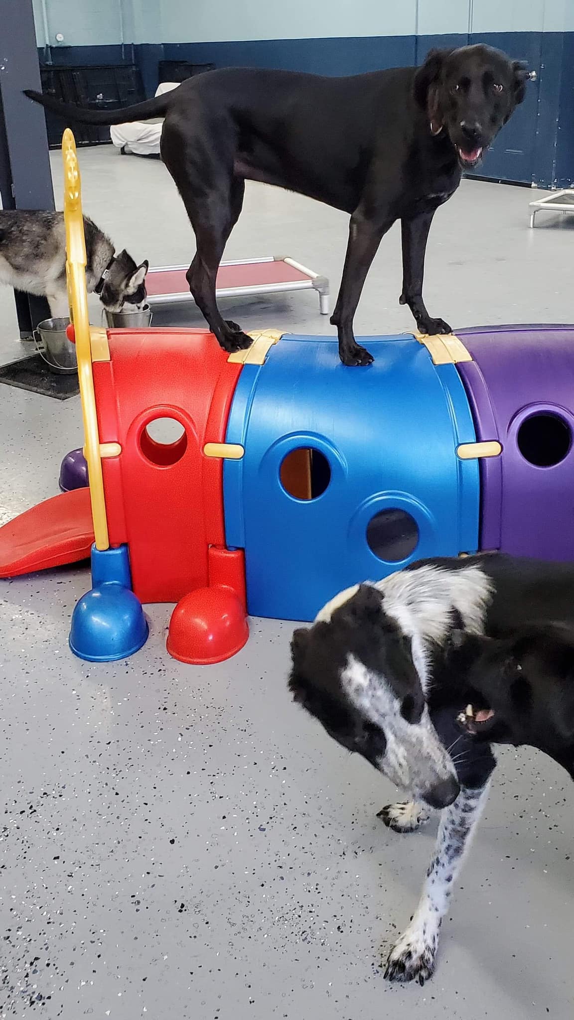 Dog boarding with dog daycare